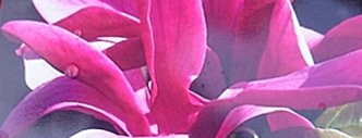 magnolie zywiec
