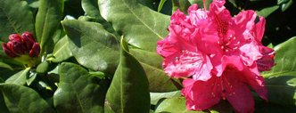 rhododendrony rododendron zywiec